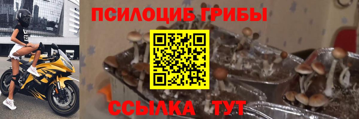 Галлюциногенные грибы MAGIC MUSHROOMS  Псилоцибиновые грибы Cubensis  Вход с VPN  наркошоп  Зима 